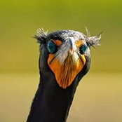Photo de Harry Selsor