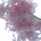 Kiyomi Furukawa's photo