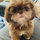 Samantha Bieber Katcher