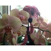 Foto von Joanne Wiebe