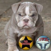Foto von Bulldoge Malone