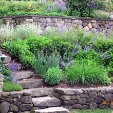 sloped back yard