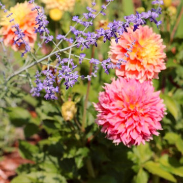 Softscape (Flowers, Flower beds and more)
