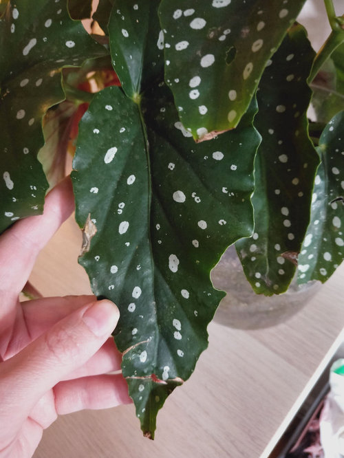 Begonia maculata removing damaged leaves