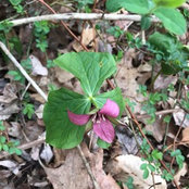 Carolyn Fearon's photo