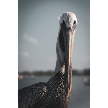 Bob The Pelican Colorized Shore Bird Wildlife Photo Unframed Wall Art Print, 12" X 18"