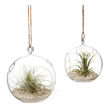 Live Plants/Plant Stands/Planters