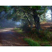 Ed LaVigne's photo