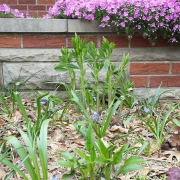 sycamore mulch-less conversion