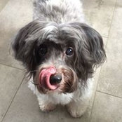 Foto von Bailey