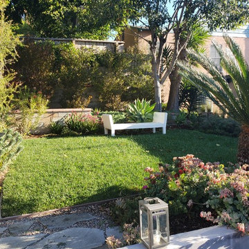 Los Angeles Modern Garden. Australian natives and drought tolerant design