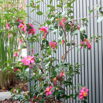 Flowering Vine at Entry Wall