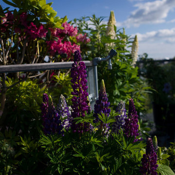 Haven i himlen