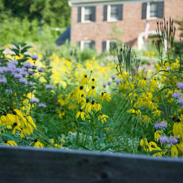 Bryn Mawr, PA - Native Meadow Design/Install