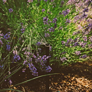 Waterwise Garden
