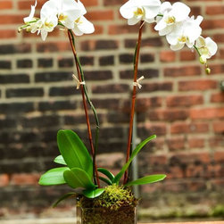 Home Orchids 2017 - Plants