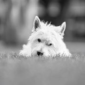 Diego Rojas's photo