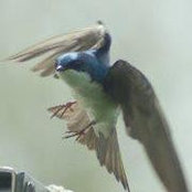 David Boyds foto