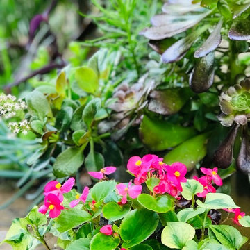 Lush Patio Garden