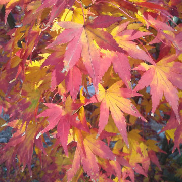 Japanese Maples