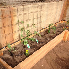 outdoor garden