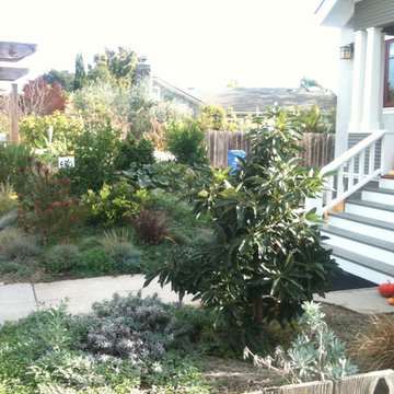 Avocado Tree Will Soon Shade the Front Porch