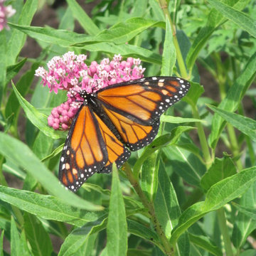 Pollinator Garden's