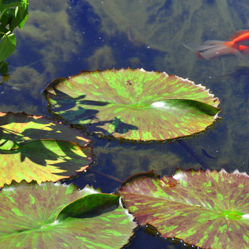 Food and Fish in Braeswood