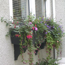 WIndowbox