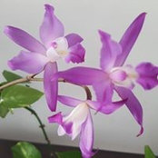 Norma Mo's photo