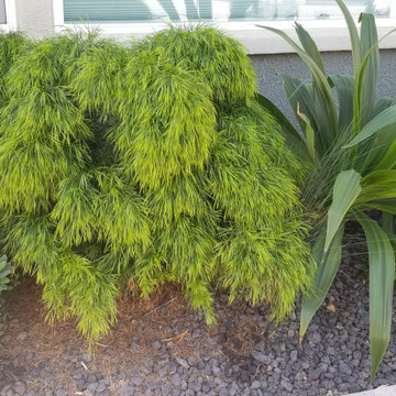 Modern Los Angeles Vibes with low maintenance / drought tolerant plants