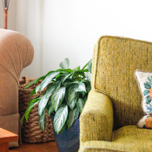 Plants - indoor