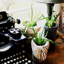 [COPY] 5 Favorite Succulents to Grow Indoors