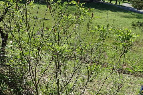 Norm S Nursery Sweet Smell Of Honeysuckle