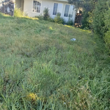 Full Yard Cleanup & Landscape Refresh