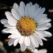 Prithy Martis's photo