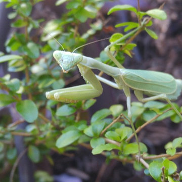 Happy Healthy Gardens