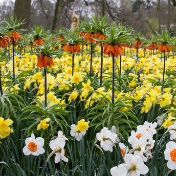 Keukenhof: World's Largest Bulb Garden