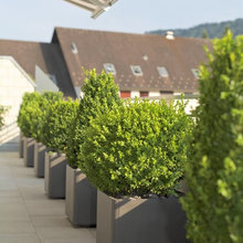 planters