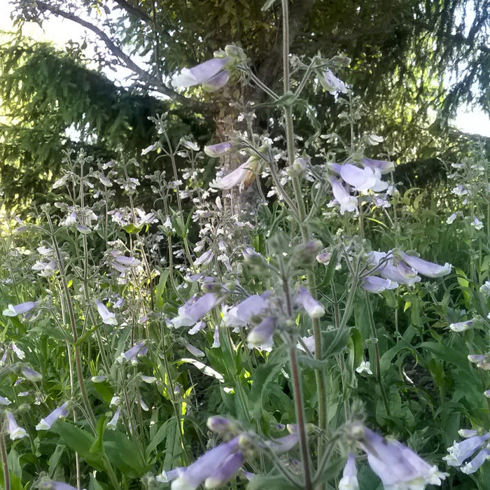 native plants