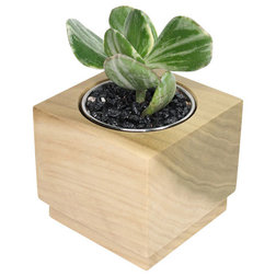 Contemporary Plants Crassula - 3" Domestic Hardwood Potted Cactus and Succulents