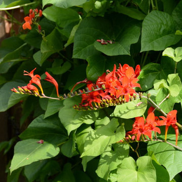 Raised Vegetable Bed / Ornamental Garden 2016