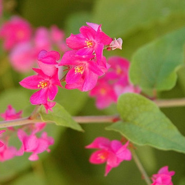 Queen's Wreath Vine