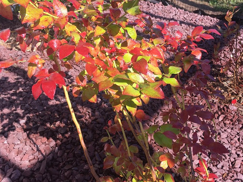 Blueberry bushes with red leaves HELP