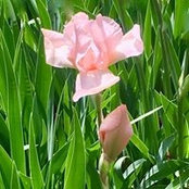 Gail Nelson-Mattern's photo