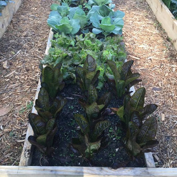 Vegetable gardens