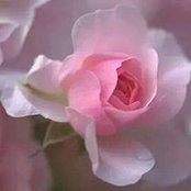 Martha Ferguson Sapp's photo