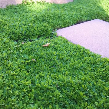 Carlsbad Bocce Ball and Kurapia Lawn