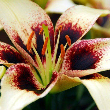 Lilies
