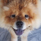 Moby Chowchows foto
